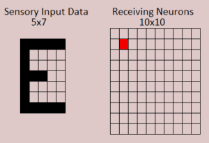 Figure 3.5 The E input pattern fires a particular neuron in the receiving layer.