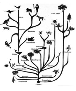 Tree of Life. Humans in a little, upper left. Mammals and the split from reptiles below