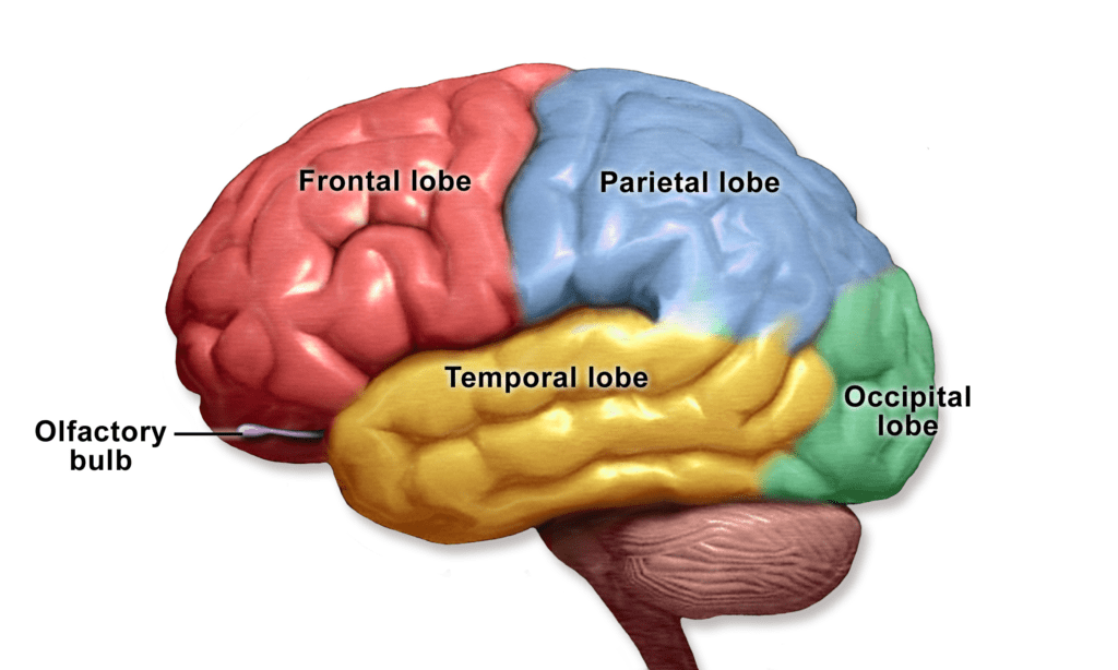 Cortical Lobes - Mental Construction