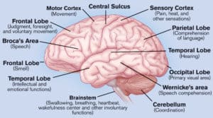 Brain features and functions