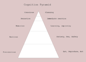 Cognition Pyramid. One side brain requirement, the other awareness level