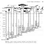 Chart of organisms leading to humans