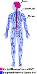 Outline drawing of the three components of the human nervous system. The brain, the spinal cord, and the peripheral nerves brain