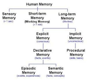 Memory Types. Sensory, Short-term, Long-term. More in text