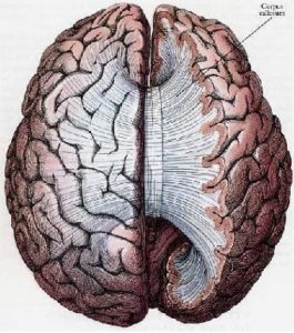 Here the brain is seen from above. On the right side an inch or so of the top has been lopped off. We can see the band of the corpus callosum fanning out after crossing, and joining every part of the two hemispheres.