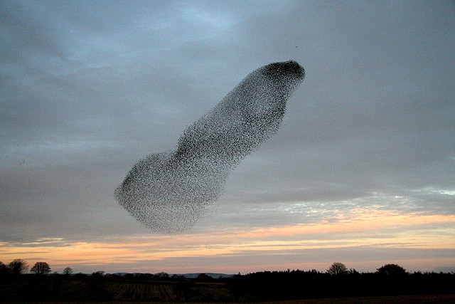 Figure 5. Flock of birds. Large wedge of starlings in a well-defined flock against the background of uniform sky