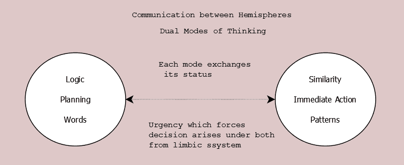 Figure 1. Decision-making components compared across prefrontal portion of corpus callosum