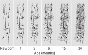 Increases in Broca area connections, paralleling growth in an infant's ability to generate speech