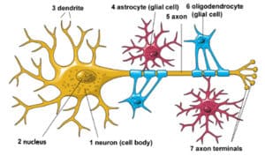 Neuron-glia physical connections