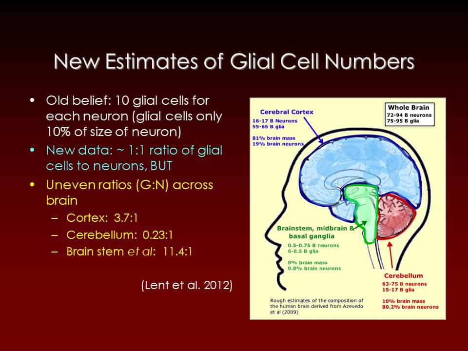 Image of brain with updated estimates of glia cells to neurons by brain location